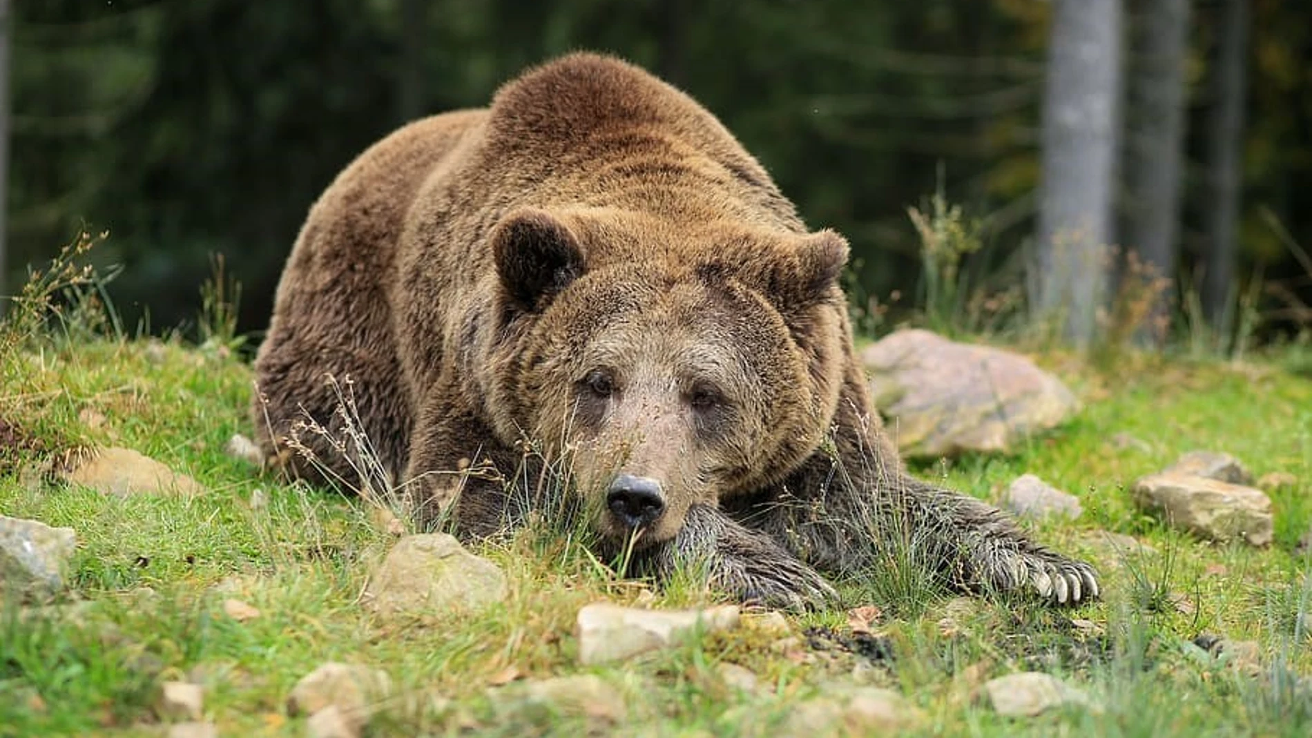 Oso de los cárpatos (Ursus arctos)