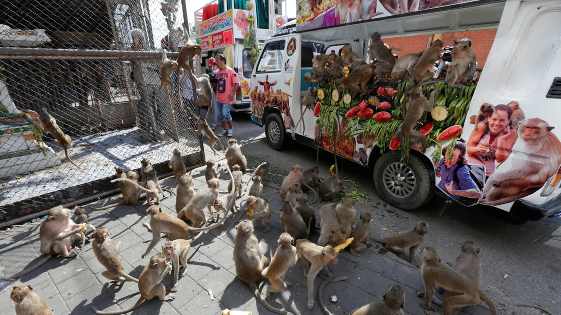 Cientos de monos se pelearon por la comida en Tailandia / Reuters