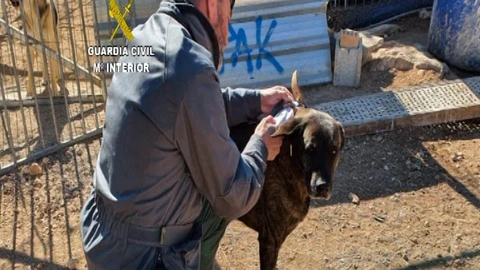 Un agente del Seprona comprueba el estado de un perro