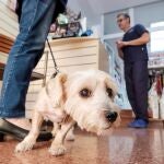 Aunque ya se habían conocido casos de infecciones en gatos y los perros con variantes anteriores, sus síntomas eran predominantemente respiratorios: secreción nasal, tos, estornudos o conjuntivitis