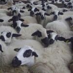 Lechazos bajo la IGP de Castilla y León