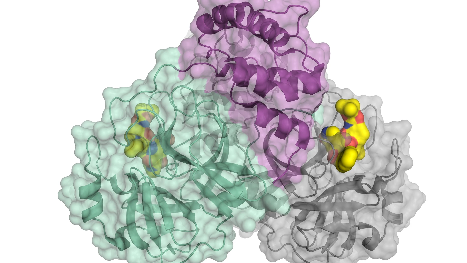 Representación esquemática de la proteasa del coronavirus.