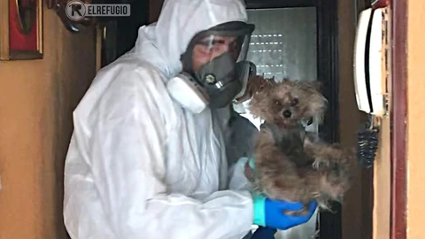'El Refugio' rescata a dos perros de la vivienda en San Blas de un matrimonio hospitalizado por coronavirus.EL REFUGIO (Foto de ARCHIVO)10/10/2019