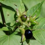 Fruto de la belladona (Atropa belladonna) en los jardines botánicos de la Universidad de Carlos (República Checa)