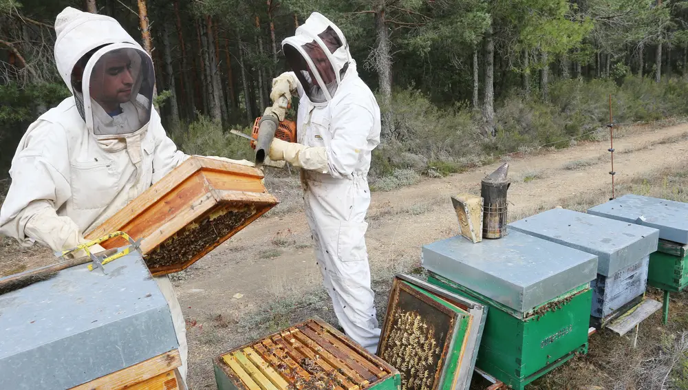 Dos apicultores palentinos recolectan la miel en las colmenas que tienen instaladas en el monte de Villota del Páramo (Palencia)