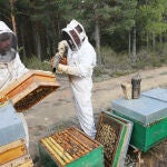 Dos apicultores palentinos recolectan la miel en las colmenas que tienen instaladas en el monte de Villota del Páramo (Palencia)