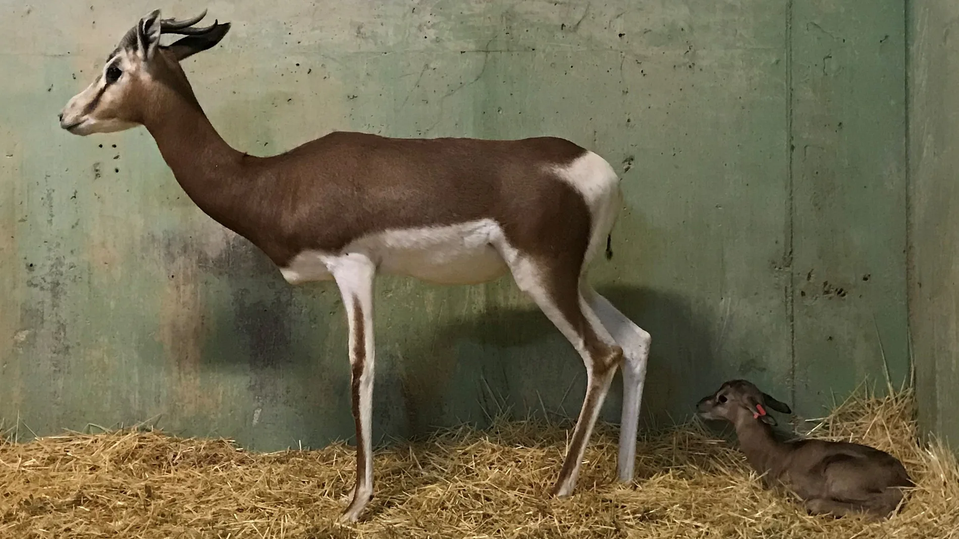 Una gacela Mhorr ha nacido en el Bioparc de Valencia. Es el primer alumbramiento durante el estado de alarma. La gacela Mohrr está extinguida en la naturaleza.