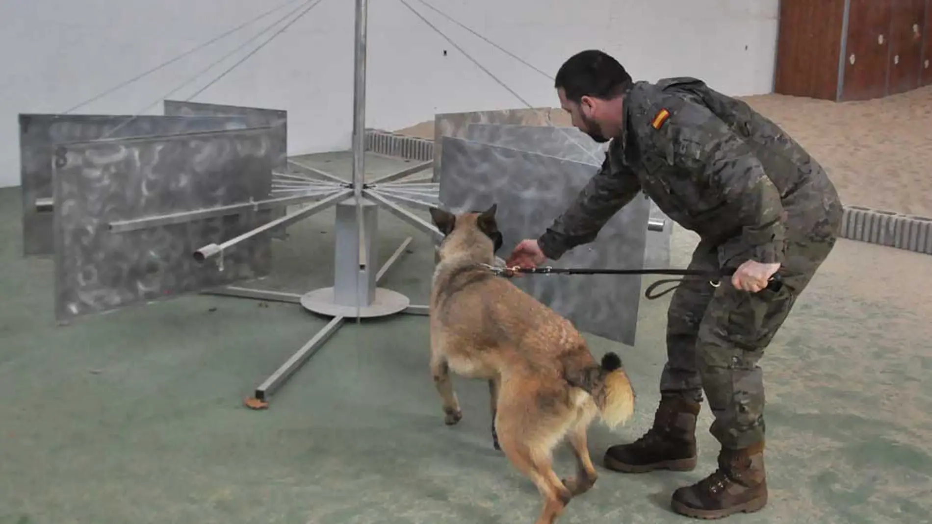 Entrenamiento de un perro detector en La Escuela Cinológica de la Defensa ( ECIDEF)