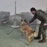 Entrenamiento de un perro detector en La Escuela Cinológica  de la Defensa ( ECIDEF)
