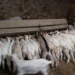 Ganado caprinoASAJA27/03/2020