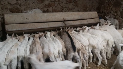 Ganado caprinoASAJA27/03/2020
