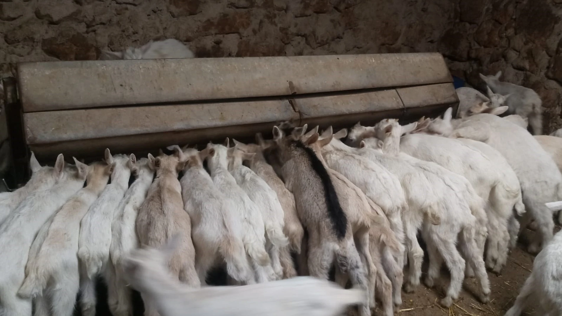 Coronavirus.- Asaja Cuenca alerta de la grave situación de ganaderos de ovino y caprino por no poder vender animales