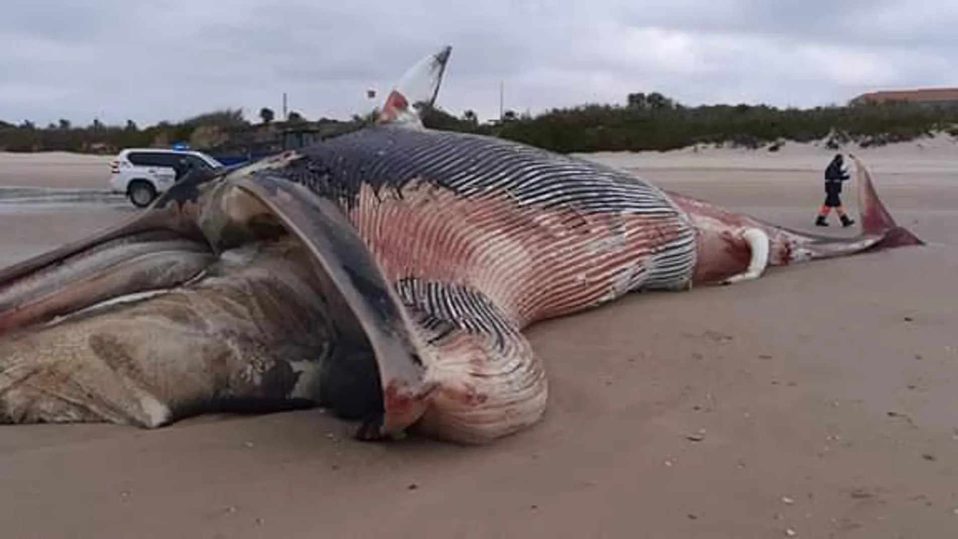 La ballena aparecida en Chipiona