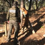 Un agente rural y su perro luchan contra el veneno en Jaén