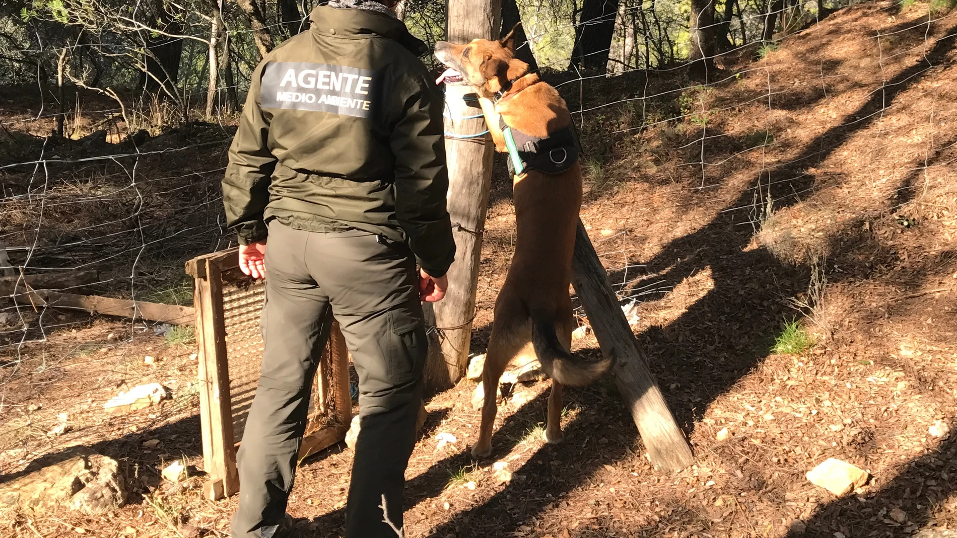 Un agente rural y su perro luchan contra el veneno en Jaén