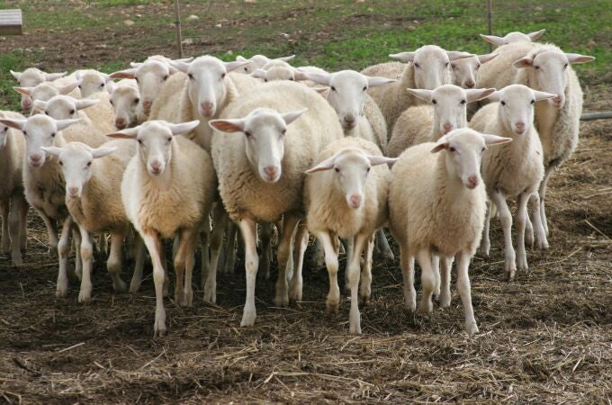 Corderos en Mallorca.CAIB30/03/2020