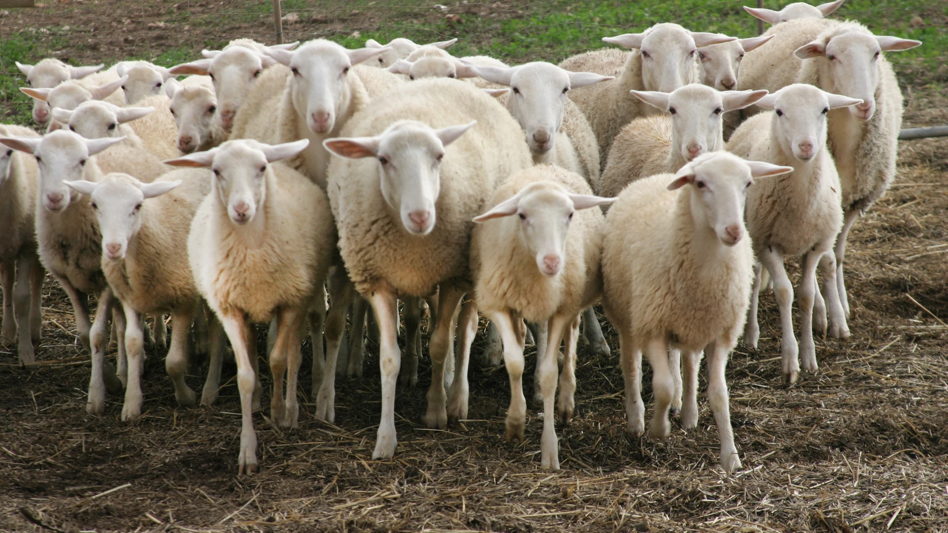 Coronavirus.- Agricultura pone en marcha las ayudas a los productores de cordero, lechona y cabrito