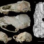 Fósiles del cráneo de 'Circamustela peignei' visto desde diferentes perspectivas. MNCN-CSIC (Foto de ARCHIVO)01/01/1970