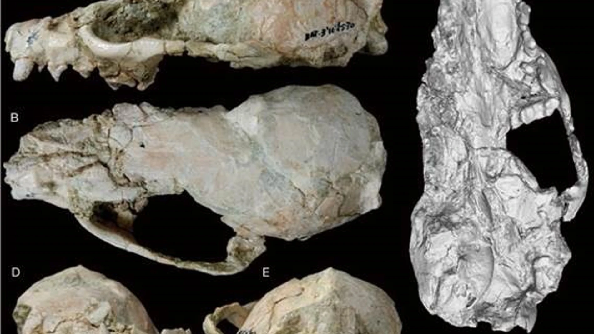 Describen una nueva especie de mustélido que vivió hace 9 millones de años en Madrid