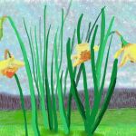 Con estos narcisos recibió David Hockney a la primavera que ve desde su jardín