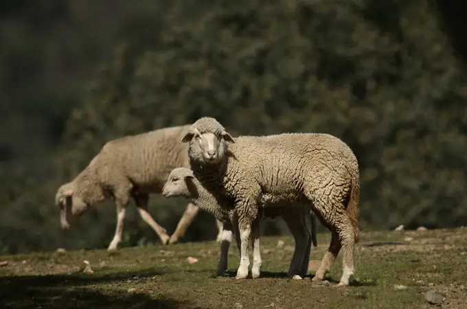 Las 300 ovejas antiincendios de Colau ya pastan por Barcelona