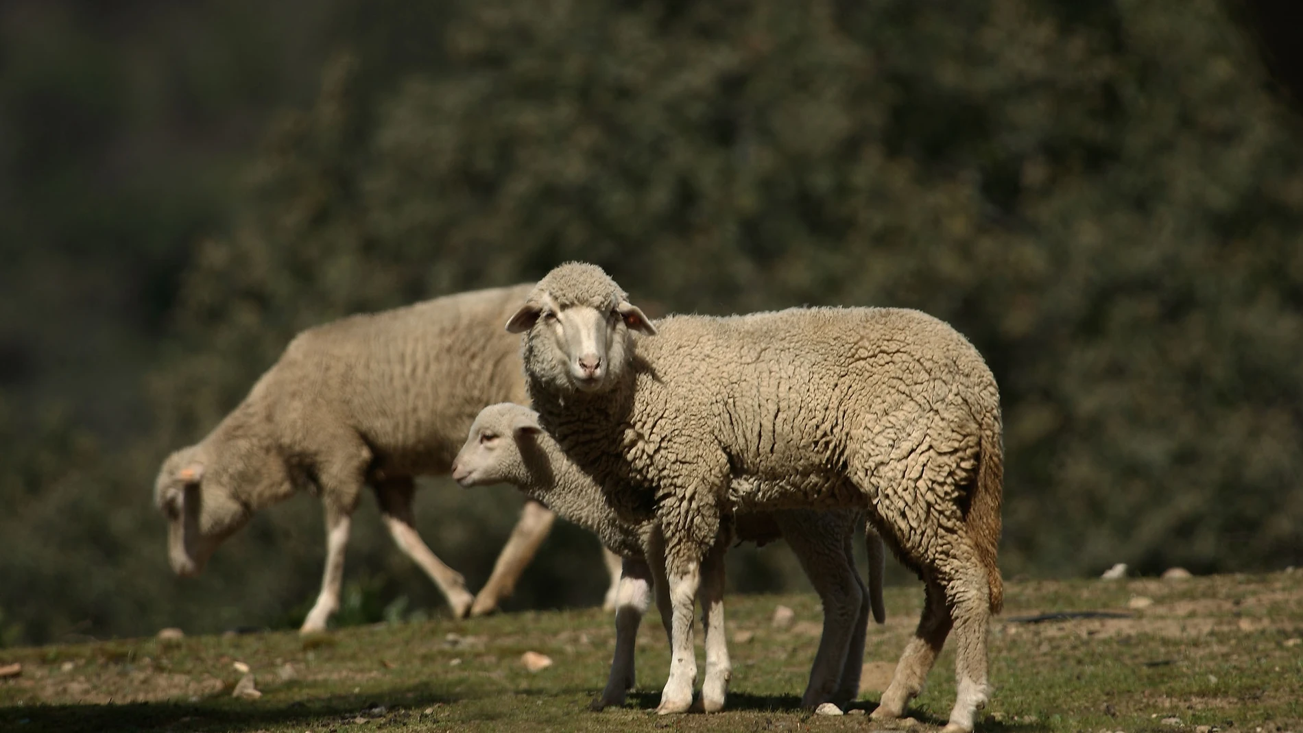 Córdoba.-Coronavirus.-Asaja alerta del "drama" de los ganaderos de ovino al no poder dar salida a su producción de carne