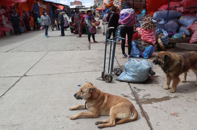 Perros callejeros en una plaza en El Alto (Bolivia).