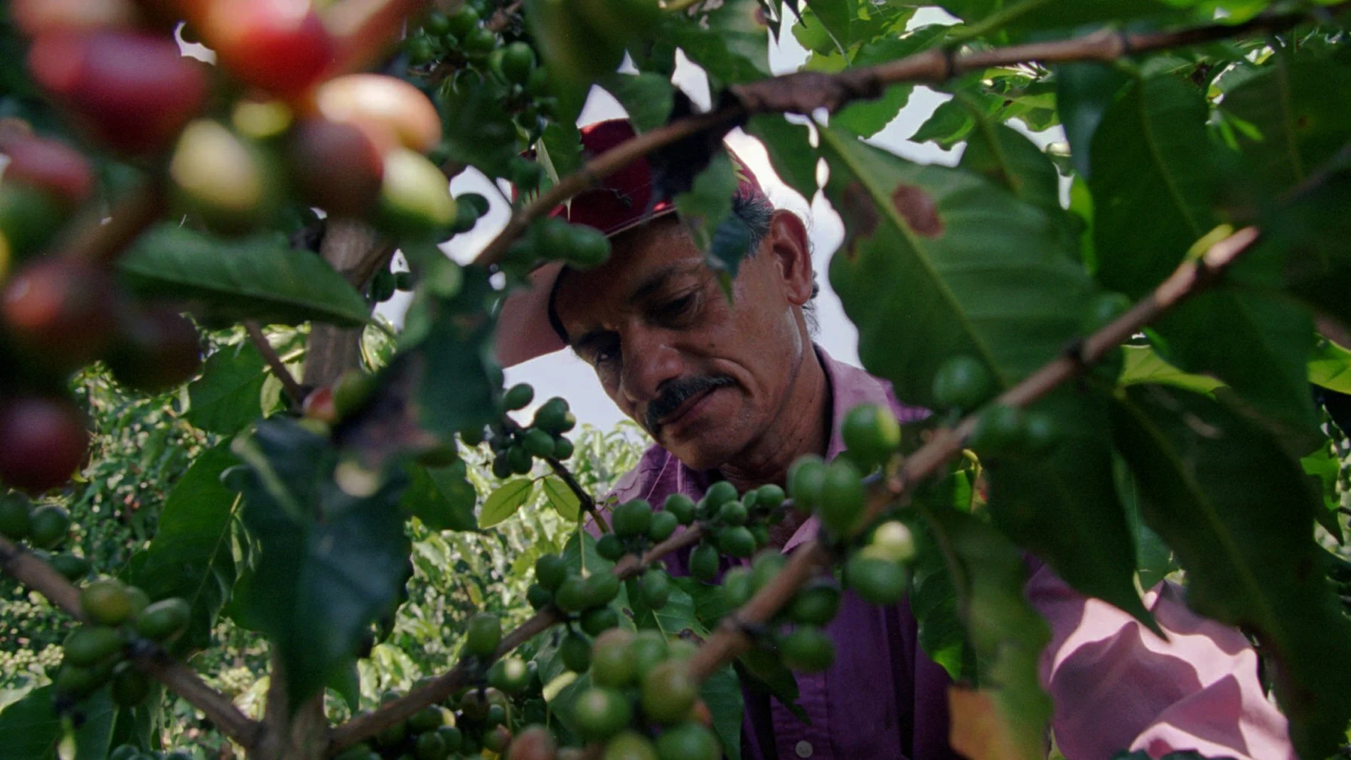 AGRONOMIST INSPECTS COFFE TREE