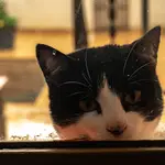 Los veterinarios tranquilizan sobre los gatos y el coronavirus: no pasa nada / Pixabay