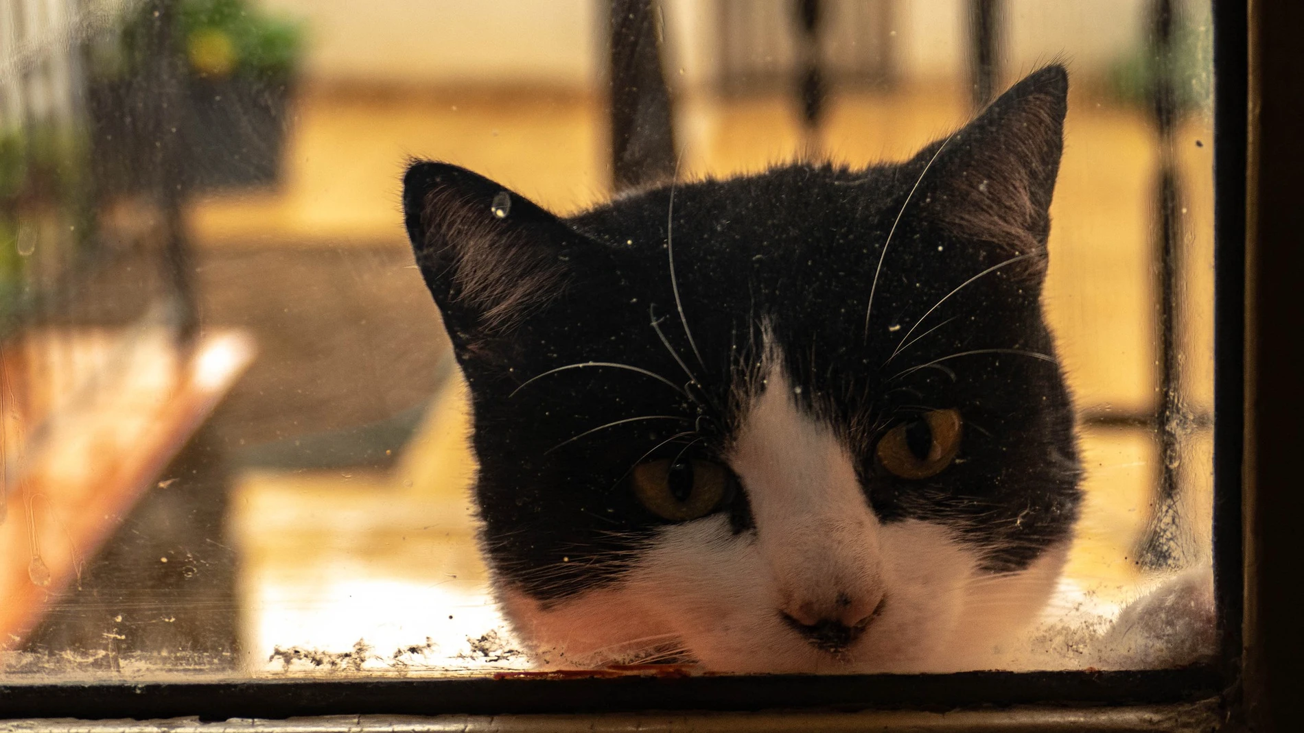Los veterinarios tranquilizan sobre los gatos y el coronavirus: no pasa nada / Pixabay