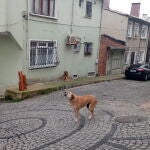 Un perro callejero en las calles del barrio asiático de Beycoz en Estambul