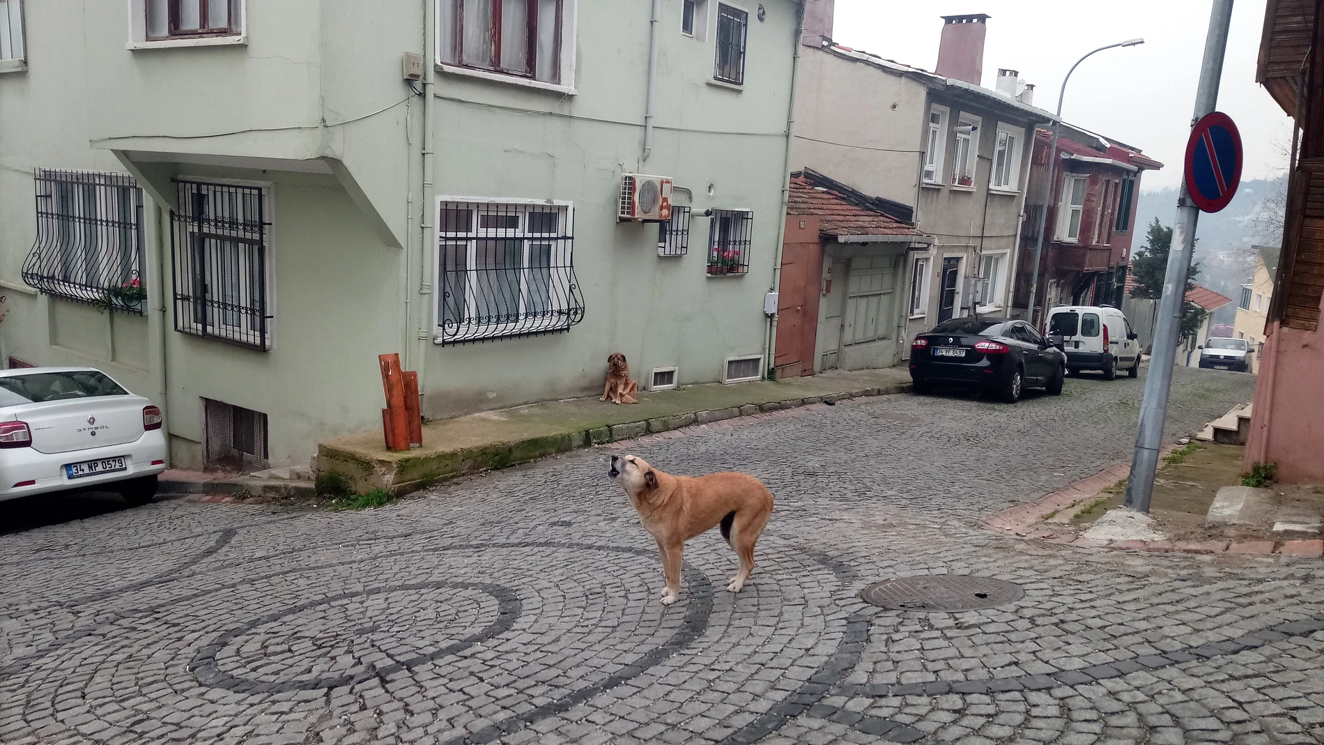 Un perro callejero en las calles del barrio asiático de Beycoz en Estambul