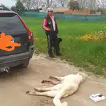 Un perro muere después de que su dueño lo &quot;paseara&quot; atado a la bola del coche tras saltarse el confinamiento / Facebook