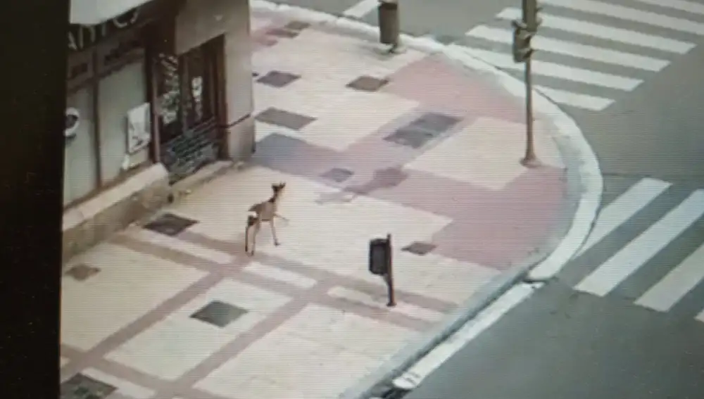 El corzo a su paso por la calles de Valladolid