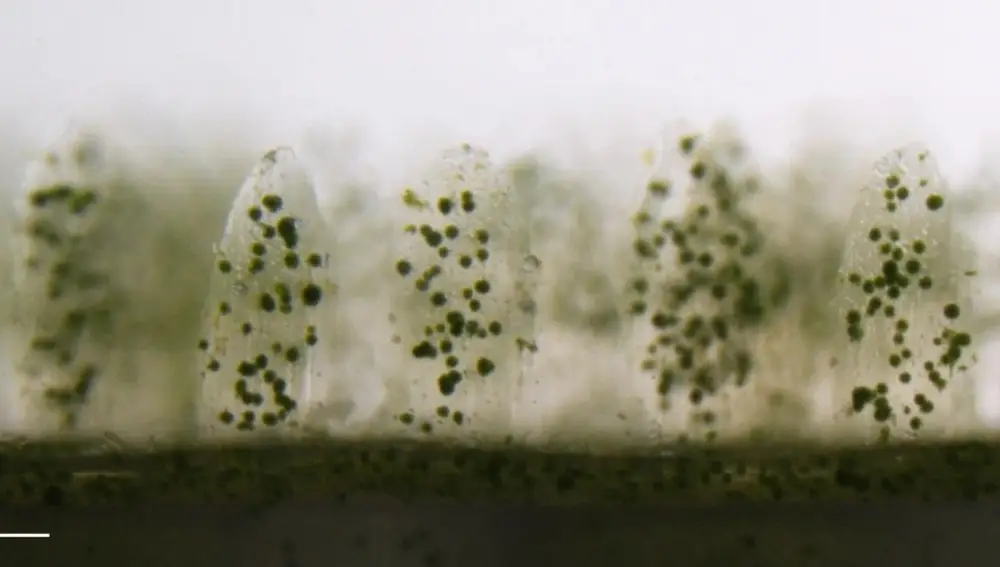 Muestras del coral artificial impreso. Dentro se pueden ver a las zooxantelas en verde.