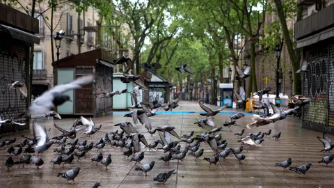 Las palomas se han adueñado de las Ramblas durante el confinamiento