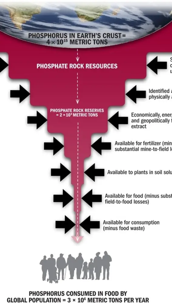 Porcentaje de fósforo disponible en la tierra para el consumo humano en alimentación. Del artículo: Phosphorus Paradox Scarcityand Overabundance of a Key Nutrient