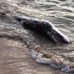 La ballena amaneció muerta en la orilla de la playa Cruz del Mar de Chipiona