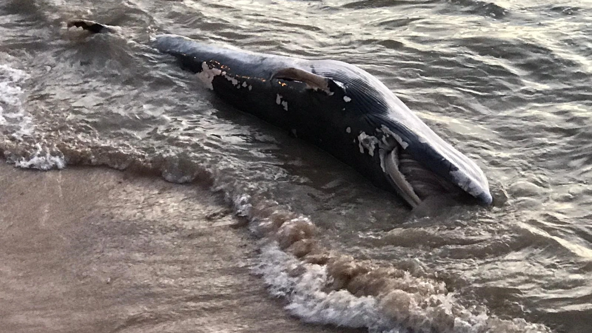 Cádiz.- Aparece una ballena varada en la playa Cruz del Mar de Chipiona