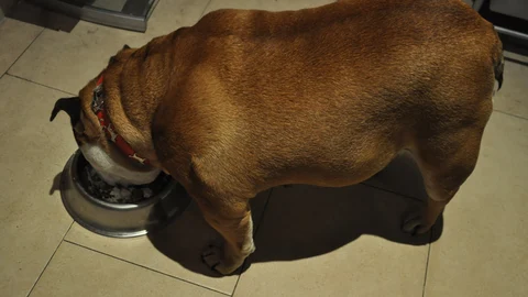 Sacha, una buldog con obesidad por sobrealimentación