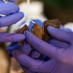 Toma de muestras en un murciélagoRoshan Patel, Smithsonian's Nati15/04/2020
