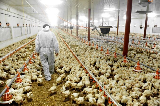 El sector avícola ya ha pedido a la Generalitat paliar las pérdidas por la caída del turismo