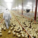 El sector avícola ya ha pedido a la Generalitat paliar las pérdidas por la caída del turismo