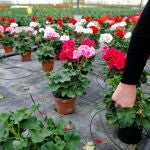 El decreto del estado de alarma para hacer frente a la crisis del coronavirus ha coincidió con los dos meses en los que los viveros dedicados a la planta con flor venden el 75 por ciento de la producción de todo el año, una producción que perderán si no empiezan a vender ya