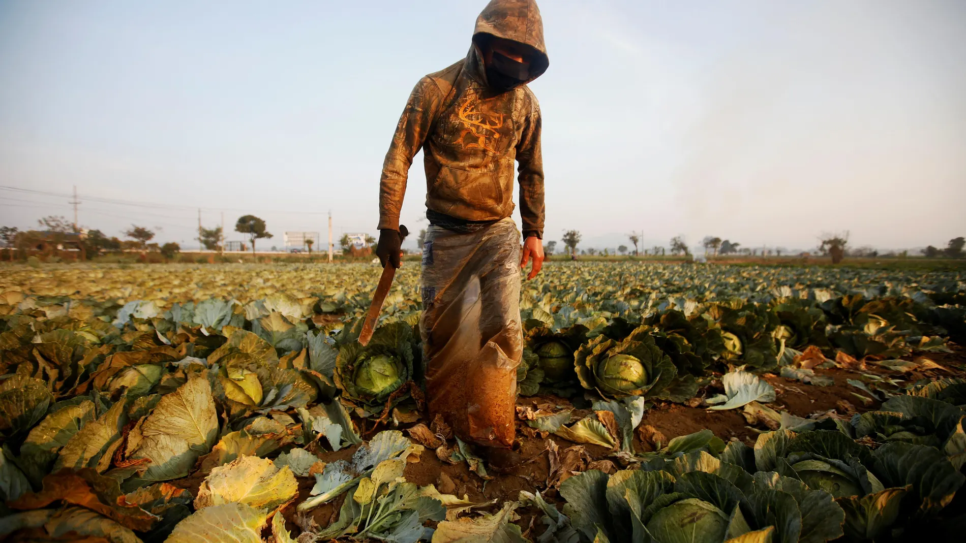 Trabajo "sigue normal" para muchos agricultores en Guatemala pese al COVID-19
