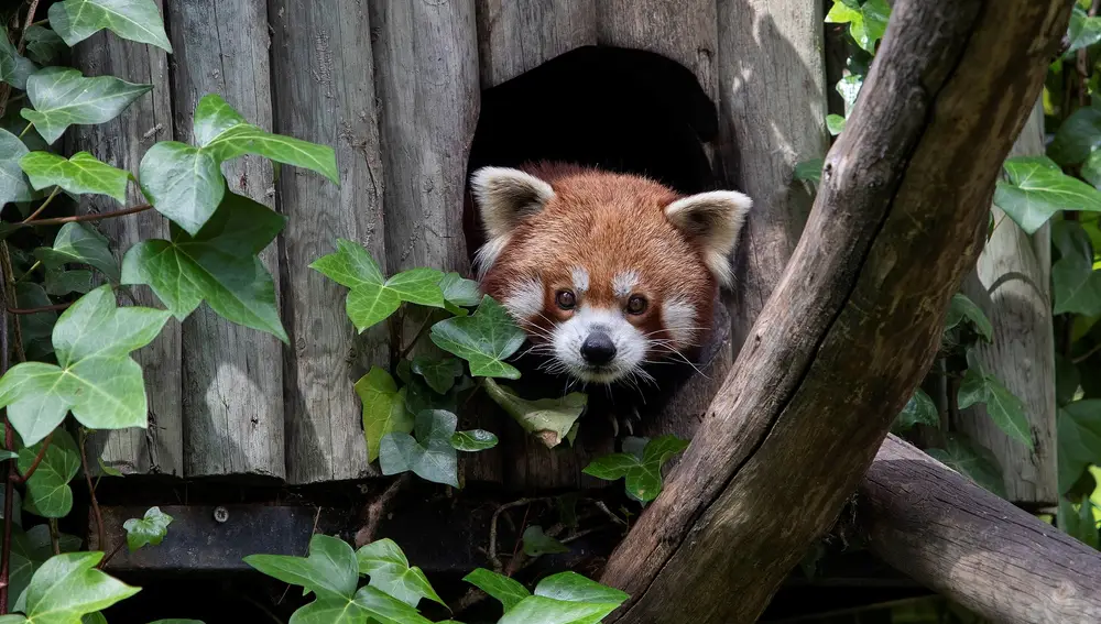 Un oso panda rojo que se encuentra en el Zoobotánico de Jerez de la Frontera (Cádiz)