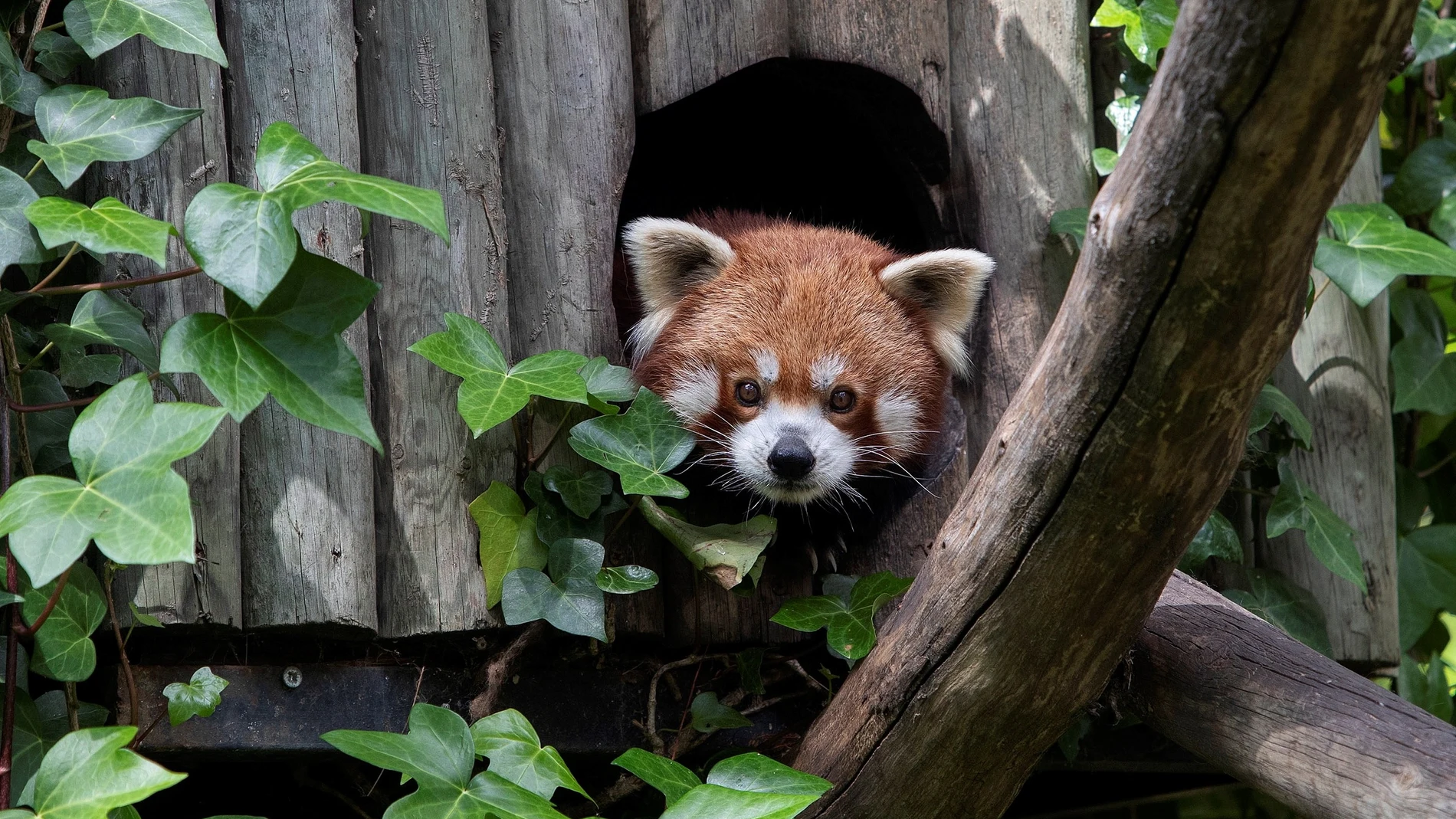 Los animales de un zoo viven este periodo de confinamiento una situación inédita de silencio y tranquilidad