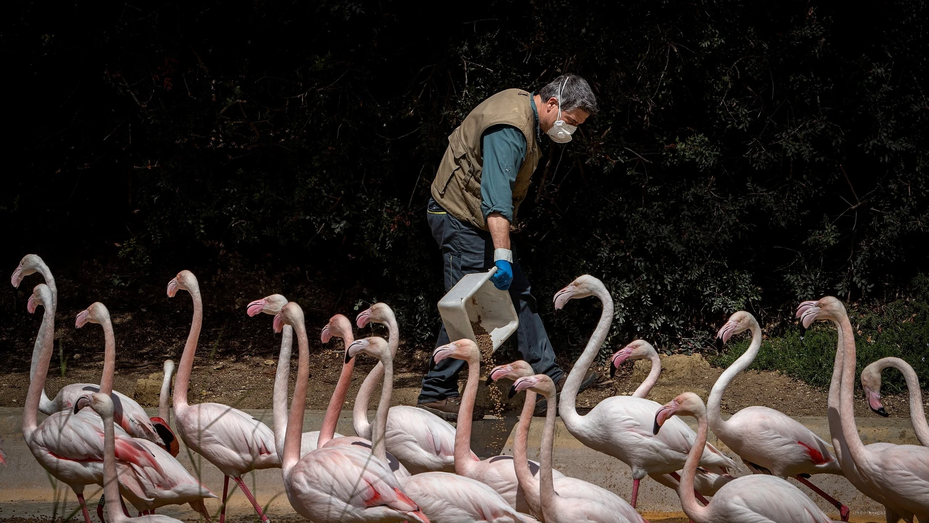 Los animales de un zoo viven este periodo de confinamiento una situación inédita de silencio y tranquilidad