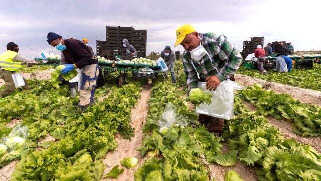 Trabajadores en una finca del campo de Murcia