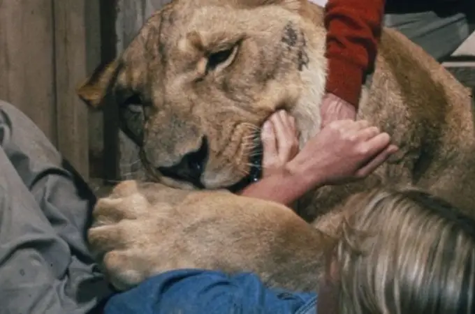 Antes de “Tiger King” llegó “Roar”, la película más salvaje de la historia del cine